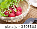 ラディッシュ