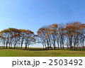 11月紅葉　ケヤキ・ニレ科09