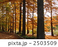 11月紅葉　メタセコイヤ・スギ科11