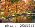 11月紅葉　メタセコイヤ・スギ科15