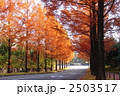 11月紅葉　メタセコイヤ・スギ科21
