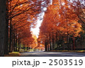 11月紅葉　メタセコイヤ・スギ科23