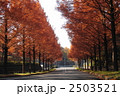 11月紅葉　メタセコイヤ・スギ科25
