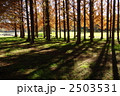 11月紅葉　メタセコイヤ・スギ科36