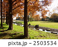 11月紅葉　メタセコイヤ・スギ科40