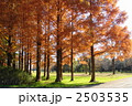 11月紅葉　メタセコイヤ・スギ科41
