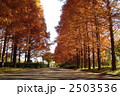 11月紅葉　メタセコイヤ・スギ科35