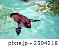 水面から顔出したアシカ