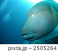 ナポレオンフィッシュ　スキューバダイビング　海中　メガネモチノウオ　海
