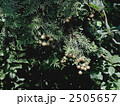 2505657