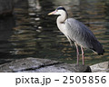 水辺に佇むアオサギ1