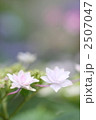 2507047