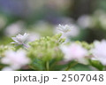 2507048