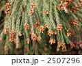 スギの花