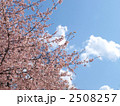 見上げた大寒桜