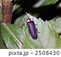 ゲンジボタル