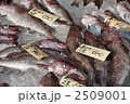 真鱈