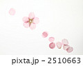 さくらイメージ１