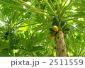 11月熱帯植物　パパイヤ・パパイヤ科03