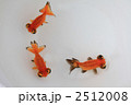 素材ナンバー 2512008 : 「頂点花房」