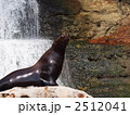 トド
