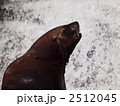 トド