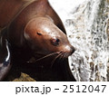 トド