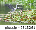 アオサギ