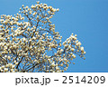 満開のこぶしと青空