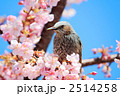 素材ナンバー 2514258 : 「河津桜の枝に佇むヒヨドリ」