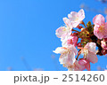 素材ナンバー 2514260 : 「河津桜と青空」