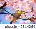 素材ナンバー 2514264 : 「メジロと河津桜」