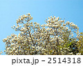 満開のこぶしと青空
