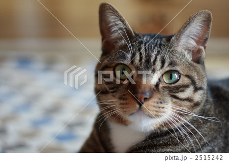 猫 動物 ペット
