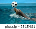 イルカショー