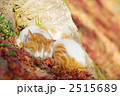 居眠りする猫