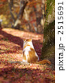 紅葉と猫
