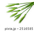 麦の穂