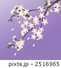 桜 枝02 夜桜 