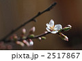 庭のゆすら梅