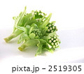 フキノトウ