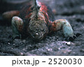 イグアナ ウミイグアナ 動物