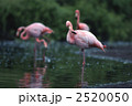 2520050