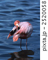 2520058