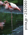 2520060
