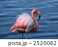 2520062