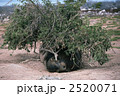 2520071