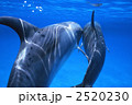 2520230