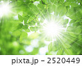 新緑と木漏れ日