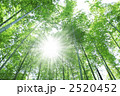 新緑と木漏れ日